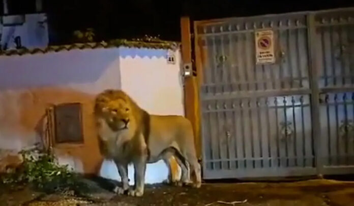 Lion Escape in Italian Seaside Town Sparks Calls for Entertainment Reform.